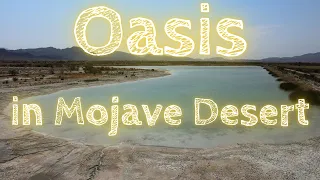 Oasis in Mojave Desert