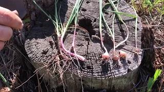 Wild Onion vs Poisonous Lookalike (Death Camas)