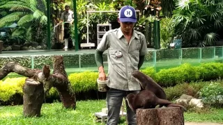 Pentas Aneka Satwa Gembiraloka Zoo Yogyakarta Part 1