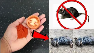 How To Kill Rats Within 10 minutes || Home Remedy || Magic Ingredient | Mr. Maker