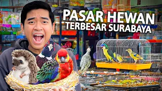 SIDAK PASAR HEWAN TERBESAR SURABAYA BRATANG 2024!