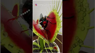 😱UNBELIEVABLE! This is how a Plant EATS Insects - #shorts