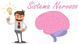 Sistema Nervoso - Ciências - [REPOST]