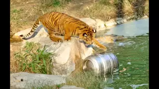 Pretty good at drinking beer