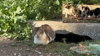 Mama cat keeps guarding her kittens in front of the sewer entrance.