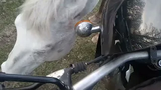 Bad Horse!