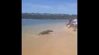 Vicious Seal Attack!!!
