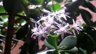 Großer Geldbaum Crassula Ovata bekommt Blüten 🌸 Blossom Boom Flower Power