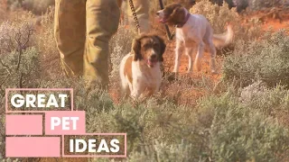 Explosive Detection Dogs: Part 1 | Pets |  Great Home Ideas