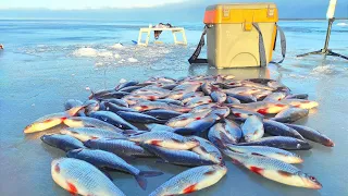 Жор Плотвы прямо у Берега.Чуть не провалился.Наловил по Последнему Льду .Ловля Плотвы на Озере