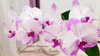 Мои ШИКАРНЫЕ белые ОРХИДЕИ цветение white orchids орхидея орхидеи orchid phalaenopsis