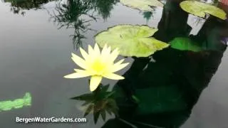 Nymphaea 'St. Louis Gold' Annual Waterlily