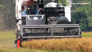 Excellent Activities Combine Harvester Working Skills | Rice Cutting Machinery Operator Techniques
