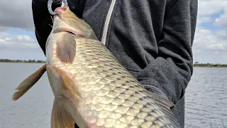 The TRUTH about eating CARP