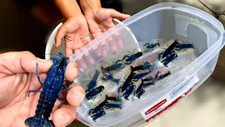 Breeding My Own 1 Million Blue Lobster Crawfish Army at HOME!