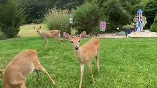 Baby deer are here!