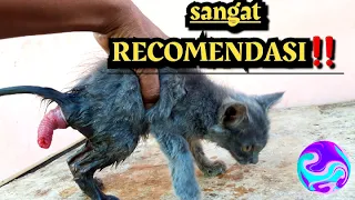 Sangat Rekomendasi‼Cara Menangani Kucing Ambeyen