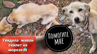 Что же стало с щенками на морозе? и Кого я увидела после😳😱Очередной живой скилет😭