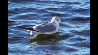 Сизая чайка в зимнем оперении ( Larus canus )