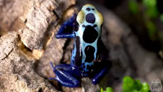 Czy te żaby są trujące?? Drzewołaz niebieski 😍  Dendrobates tinctorius