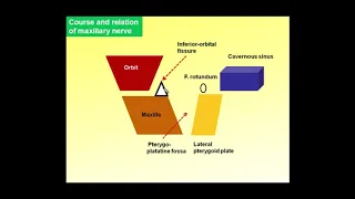 8.Magdy Said ,Head,Infratemporal region, maxillary nerve