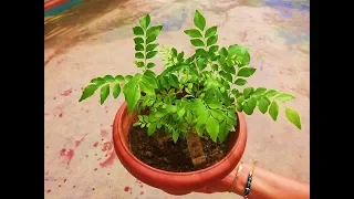 How To Grow Curry Leaves From Seed In Containers | Best Plant for your Terrace Garden