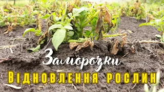 Заморозки: досвід застосування біодинамічних препаратів для відновлення картоплі.