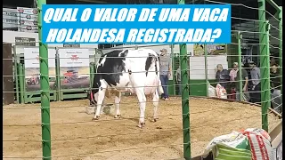 💰🐄2º LEILÃO UNIDOS PELA RAÇA HOLANDESA - ANIMAIS E VALORES OFERTADOS - GADO REGISTRADO💰🐄