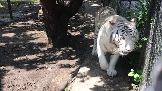 Раджа великолепный радует посетителей своей красотой! Тайган A white tiger named Raja. Taigan