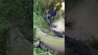 When I got to meet tripod saltwater crocodile Matt Wright #australia #crocodile #jayprehistoricpets