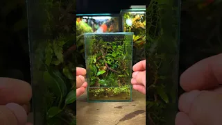 How To Make a Nano Jungle Paludarium!🌿🪳