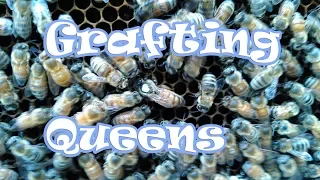 Grafting Queens - Using The Cell Builder