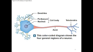 Chapter 12 Nervous Tissue