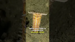 Bobbit Worm | The Nightmare Of The Deep