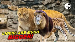 Why Ligers are Much Larger than Tigons?