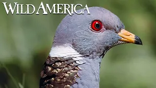 Wild America | S6 E1 Birds of Peace | Full Episode HD