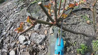 spring pruning of roses of the shrub group