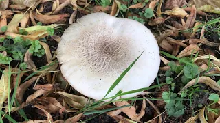 Wild Mushroom Spotting - 29/07/23