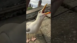 My Pet Seagull Introduces Me to His New Baby!!