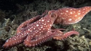 Mucky Secrets - Part 16 - Cuttlefishes & Octopuses - Lembeh Strait