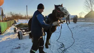 😥Майя, Сорванная лошадь 🐎