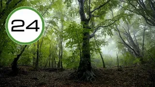 SONIDO de LLUVIA y PÁJAROS en BOSQUE☔🐦🌳Lluvia Relajante SIN Truenos para Dormir Estudiar Relajarse