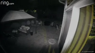 Strange Creatures Captured By Our Backyard Ring Camera