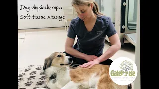 Canine physiotherapy: How to do Soft Tissue Massage for Dogs: the front and back legs, and the back