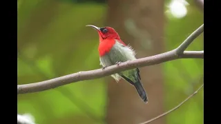 Birding in Singapore- Singapore Botanic Gardens. Can you spot birds and wildlife in Singapore?