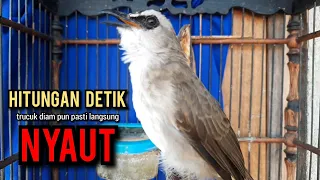 trucukan gacor TARUNG ROPEL PANJANG pancingan trucukan agar bunyi jadikan burung trucuk gacor NYAUT