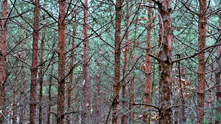 А за деревом дерево 🌲