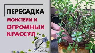 ПЕРЕСАДКА многолетней МОНСТЕРЫ и огромных КРАССУЛ | Помогаю цветоводам делать за них грязную работу)