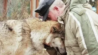 Волчица пришла в деревню и стала просить еду. Один мужчина пожалел её, через 2 месяца она вернулась