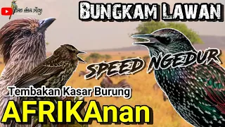 Bungkam Lawan ! ROLL TEMBAK BURUNG AFRIKA Untuk Masteran Murai Batu, Cucak ijo, Kacer, Cendet DLL